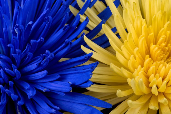 Знищена російська техніка в Україні заросла синьо-жовтими квітами